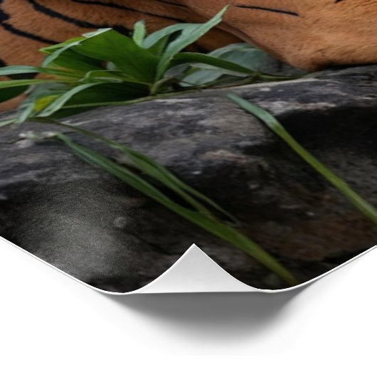 Tiger und Temple Poster (Ecke)