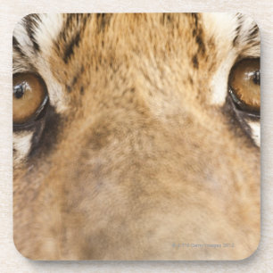 Tiger Untersetzer
