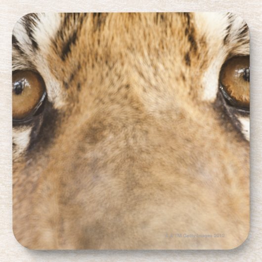 Tiger Untersetzer (Vorderseite)