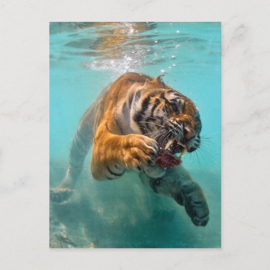 Tiger Unterwasser Postkarte (Vorderseite)