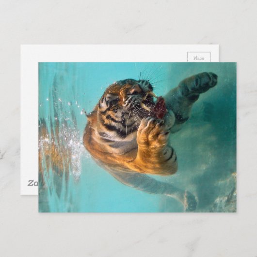 Tiger Unterwasser Postkarte (Vorne/Hinten)