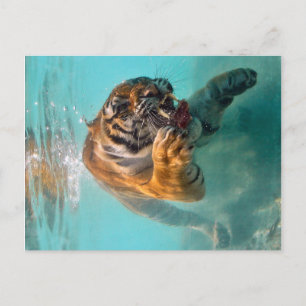 Tiger Unterwasser Postkarte