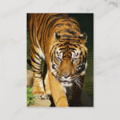 Tiger Visitenkarte (Rückseite)