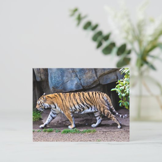 TIGER WALK POSTKARTE (Stehend Vorderseite)