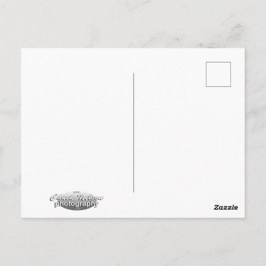 TIGER WALK POSTKARTE (Rückseite)