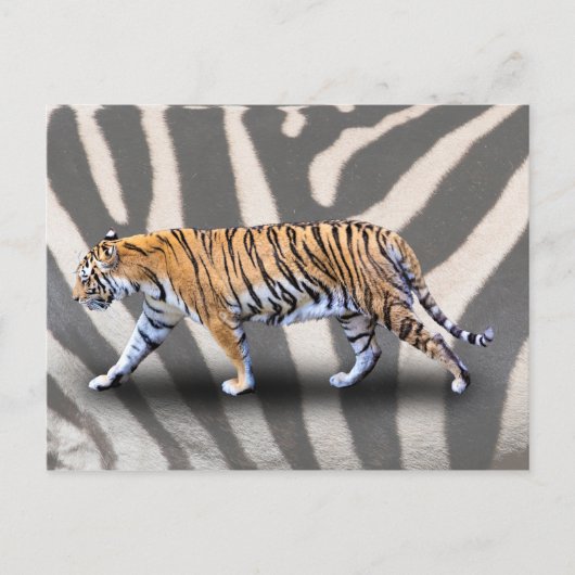 TIGER WALK POSTKARTE (Vorderseite)