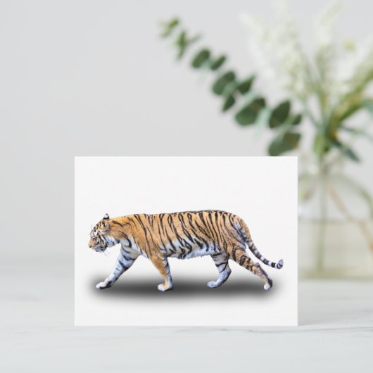 TIGER WALK POSTKARTE (Stehend Vorderseite)
