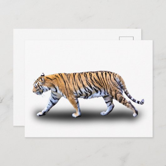 TIGER WALK POSTKARTE (Vorne/Hinten)