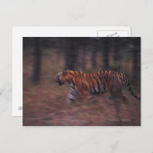Tiger Walking durch Wald Postkarte (Vorne/Hinten)