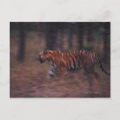 Tiger Walking durch Wald Postkarte (Vorderseite)