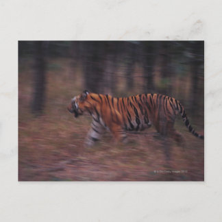 Tiger Walking durch Wald Postkarte