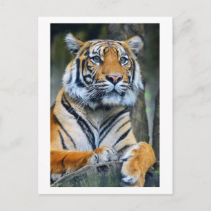 Tiger Wild Animals Life Fotografy Postcross Postkarte