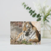 Tiger-Wildtierzoo-Tiger Postkarte (Stehend Vorderseite)