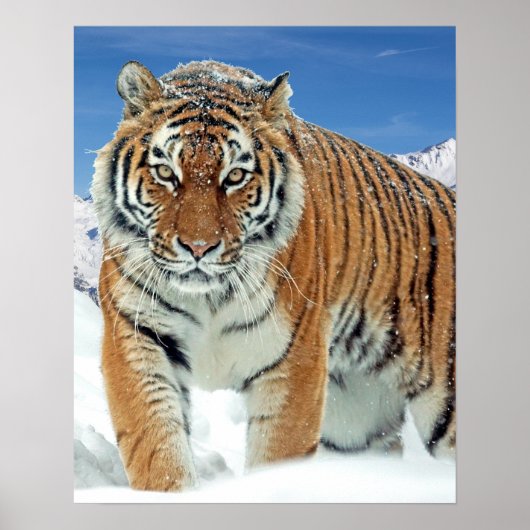 Tiger Winter Nature Foto Snow Mountains Poster (Vorne)