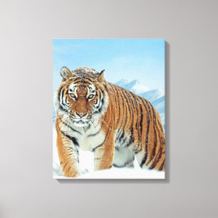 Tiger Winter Snow Mountains Natur Foto Leinwand