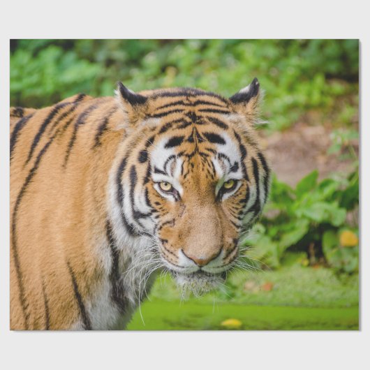 Tiger Wrapping Paper Geschenkpapier (Flach)