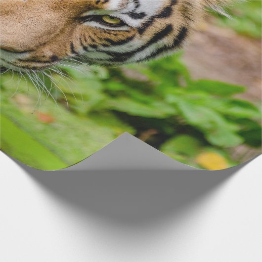 Tiger Wrapping Paper Geschenkpapier (Ecke)