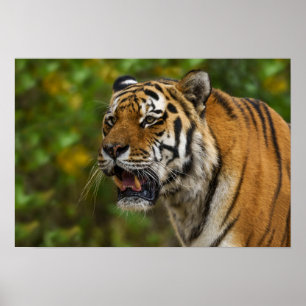 Tiger zeigt seine Zähne Poster