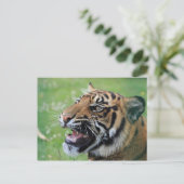 Tiger zeigt Zähne Postkarte (Stehend Vorderseite)