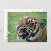 Tiger zeigt Zähne Postkarte (Vorne/Hinten)