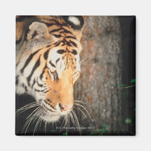 Tigeranpirschen Magnet
