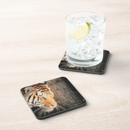 Tigeranpirschen Untersetzer (Rechte Seite)