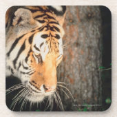 Tigeranpirschen Untersetzer (Vorderseite)