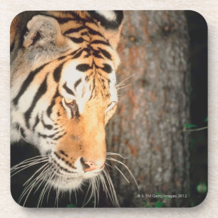 Tigeranpirschen Untersetzer