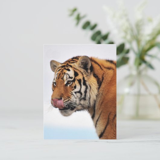 Tigerappetit Postkarte (Stehend Vorderseite)