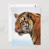 Tigerappetit Postkarte (Vorne/Hinten)