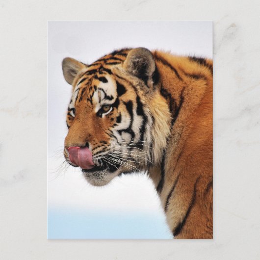 Tigerappetit Postkarte (Vorderseite)