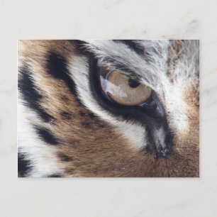 Tigerauge Postkarte