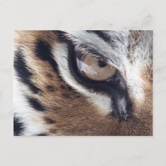 Tigerauge Postkarte (Vorderseite)