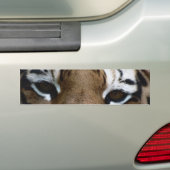 Tigeraugen Autoaufkleber (Auf Auto)