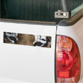 Tigeraugen Autoaufkleber (Auf Lkw)