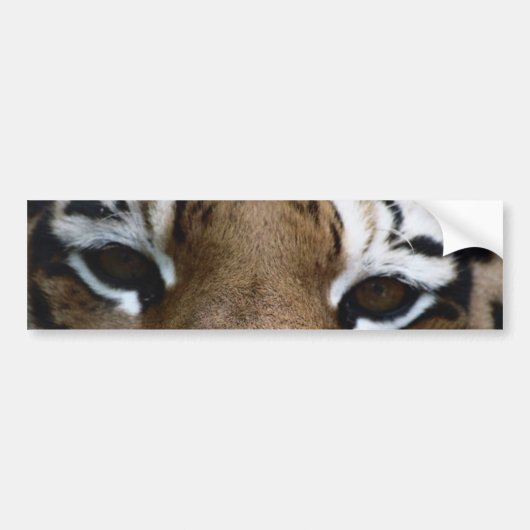 Tigeraugen Autoaufkleber (Vorne)