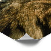 Tigeraugen Poster (Ecke)