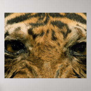 Tigeraugen Poster
