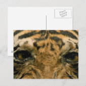 Tigeraugen Postkarte (Vorne/Hinten)
