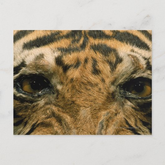 Tigeraugen Postkarte (Vorderseite)