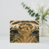 Tigeraugen Postkarte (Stehend Vorderseite)