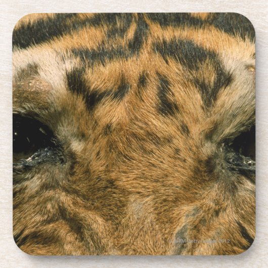 Tigeraugen Untersetzer (Vorderseite)