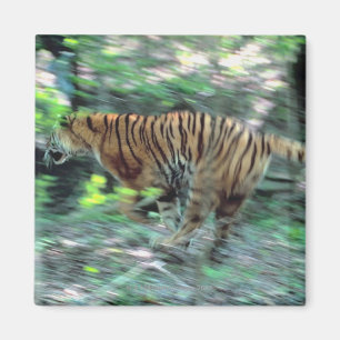 Tigerbetrieb Magnet
