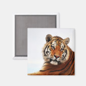 Tigerblick seitwärts Foto Magnet (Vorderseite/Rückseite)