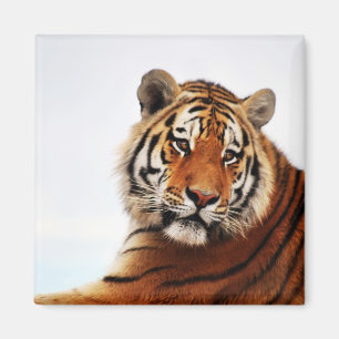 Tigerblick seitwärts Foto Magnet
