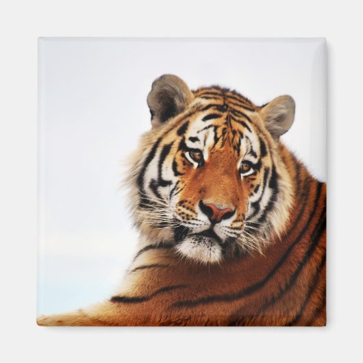 Tigerblick seitwärts Foto Magnet (Vorne)