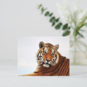 Tigerblick seitwärts Foto Postkarte (Stehend Vorderseite)