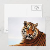 Tigerblick seitwärts Foto Postkarte (Vorne/Hinten)