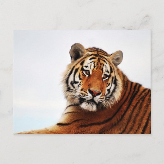 Tigerblick seitwärts Foto Postkarte (Vorderseite)