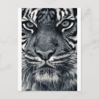 Tigerdesign Postkarte